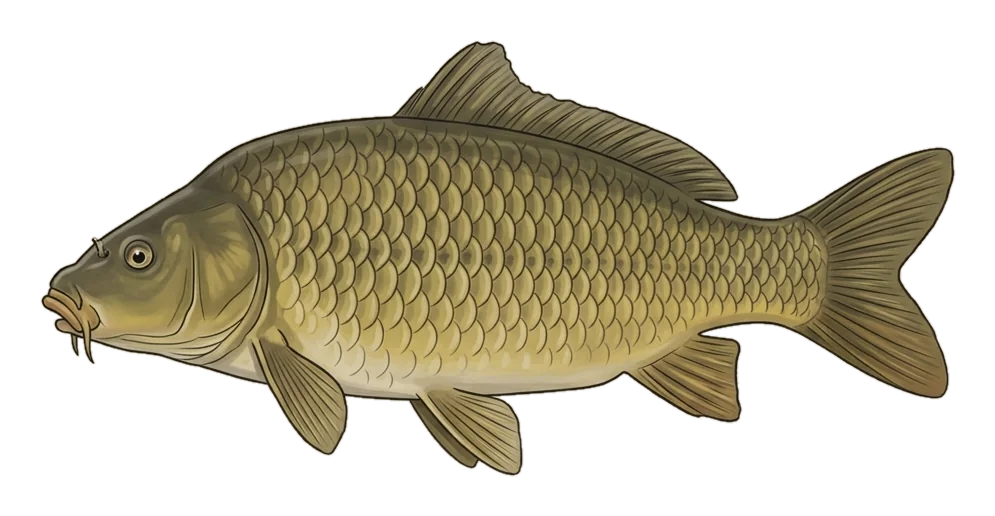 Illustrazione di una carpa