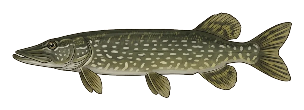 Illustrazione di un luccio